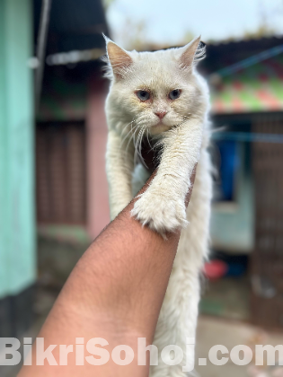 Parsian Cat
